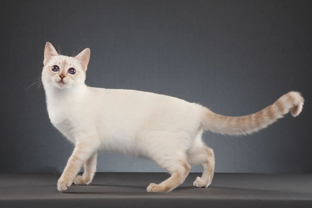 暹罗猫纯白图片