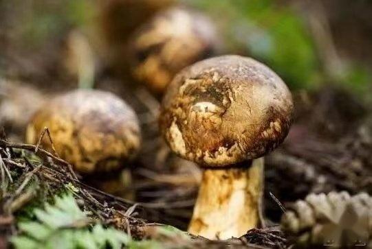 开屏调查|疯狂的香格里拉松茸 - 知乎