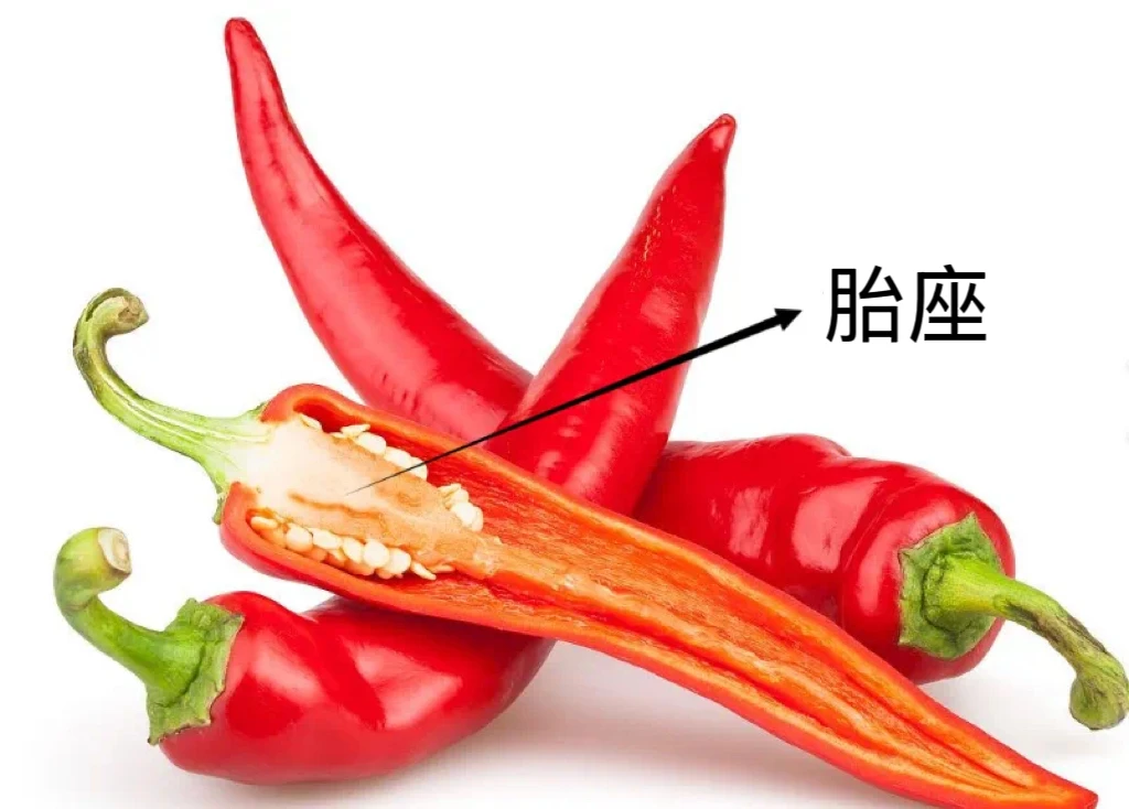 辣椒最辣的部位是籽?这是真的吗? - 知乎