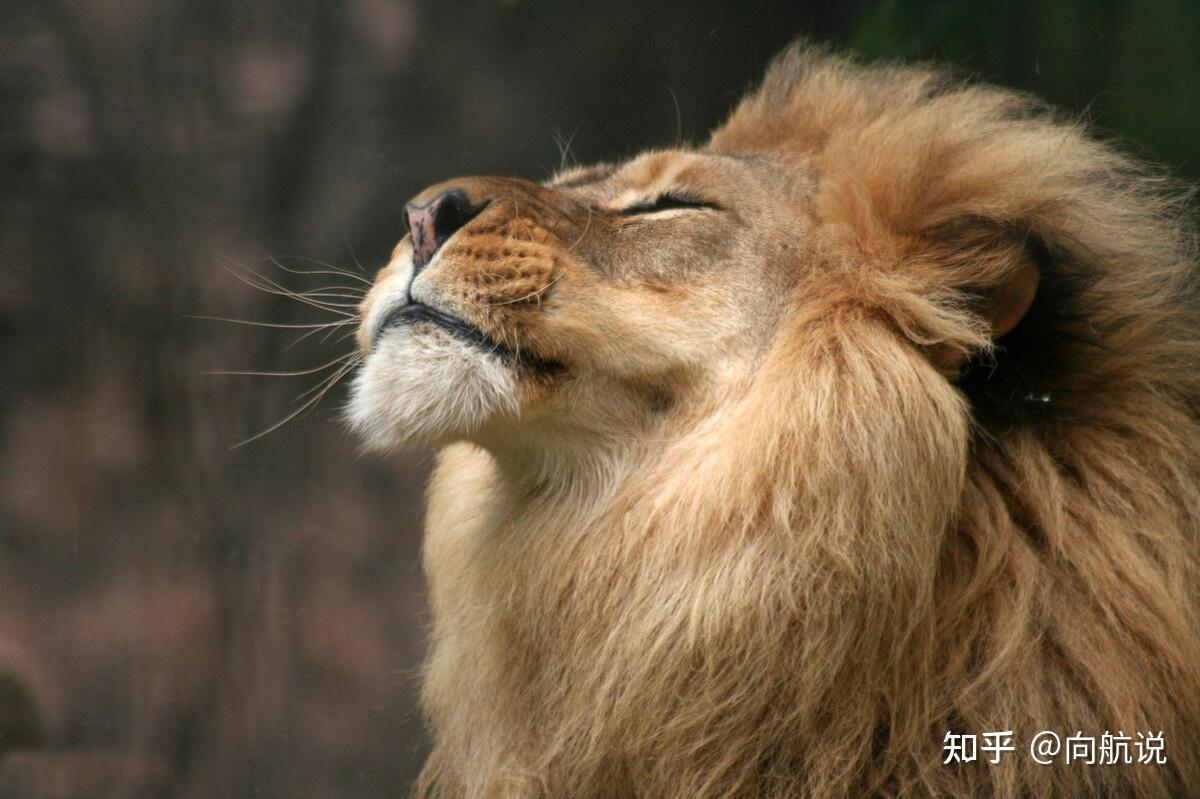 狮群如何构成?狮群中的母狮都是狮王的老婆吗?狮王如何对待女儿 - 知乎