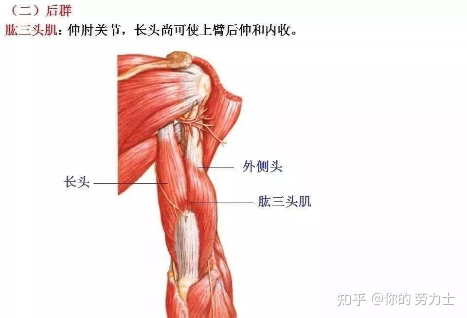 全身肌肉解剖圖彙總及肌肉功能