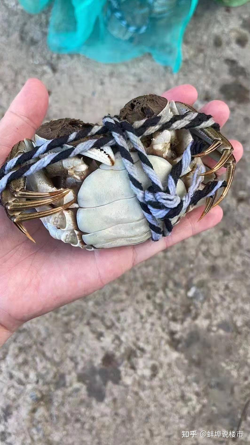 五河沱湖螃蟹金秋上市