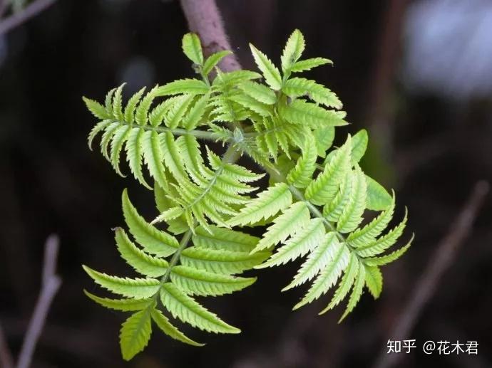 香椿、红椿、紫椿等,其实不是同一种植物 - 知乎