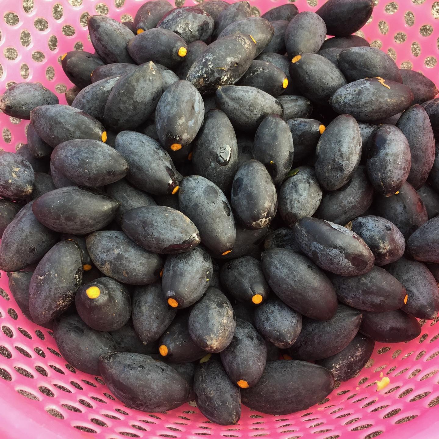 乌榄与榄橛