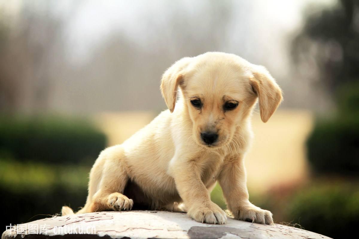 累成狗用英语怎么说?很多人都不知道!