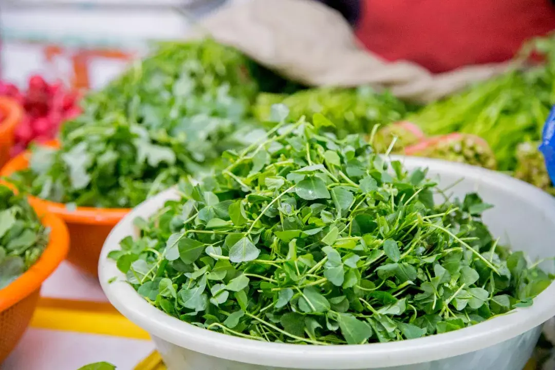 在南京野菜也有春天