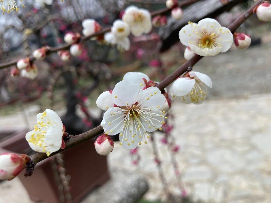 银红台阁梅花图片