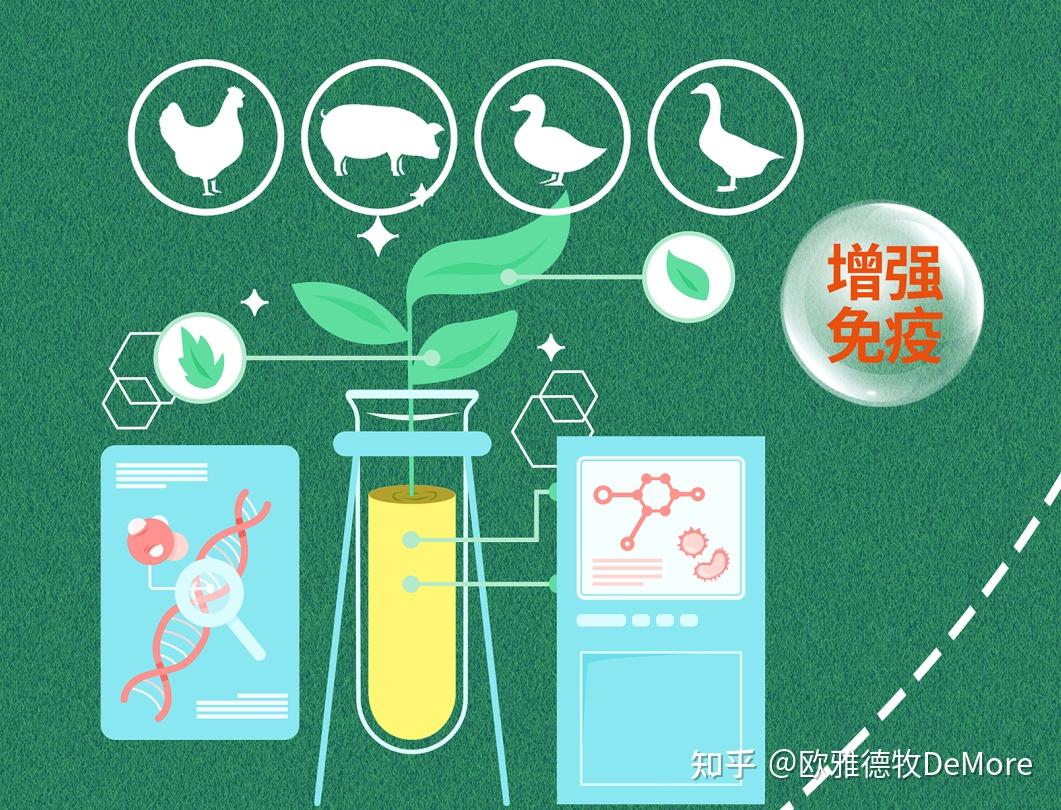 天然守护者：中草药饲料添加剂如何革新畜牧养殖 知乎 