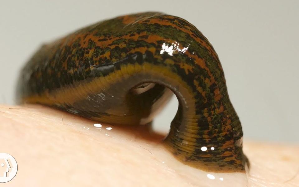 拿两只水蛭吸血一晚会怎样