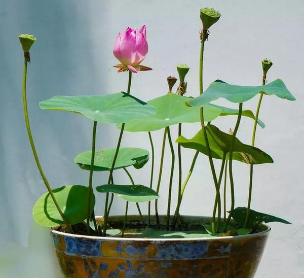养水培植物 一定不要忘记这七位 你心中最值得水培的是哪位 知乎 养水培植物 一定不要忘记这七位 你心中最值得水培的是哪位 知乎
