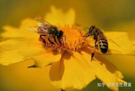 花粉和蜂花粉的区别 花粉和蜂花粉哪个好 知乎