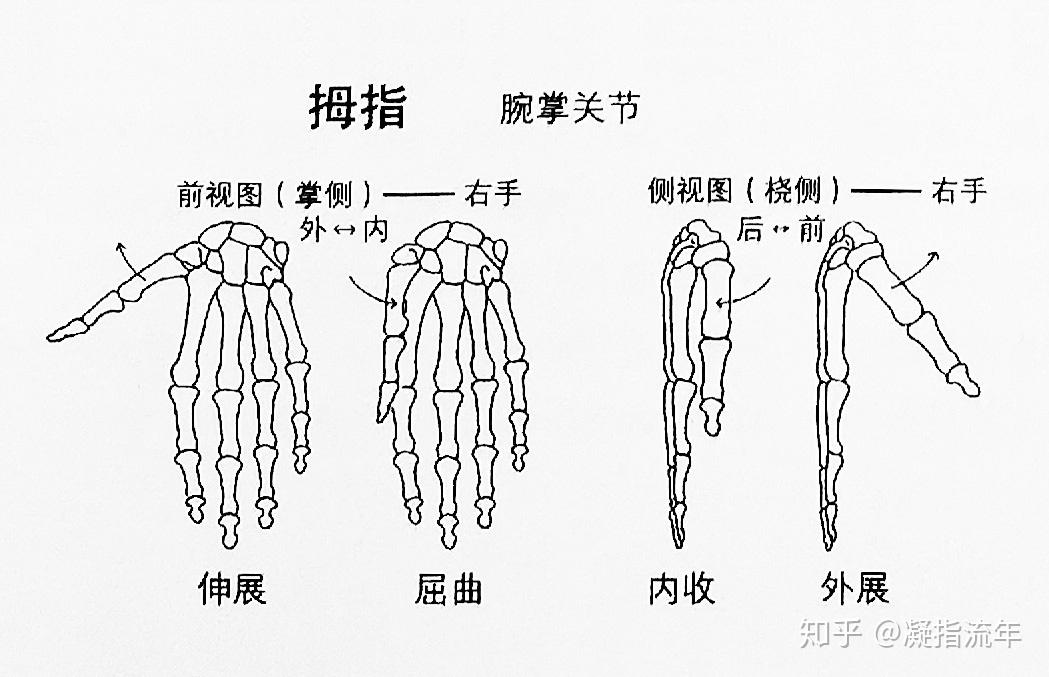 第二至第五指的掌指關節的活動範圍廣,拇指的掌指關節則活動範圍小.