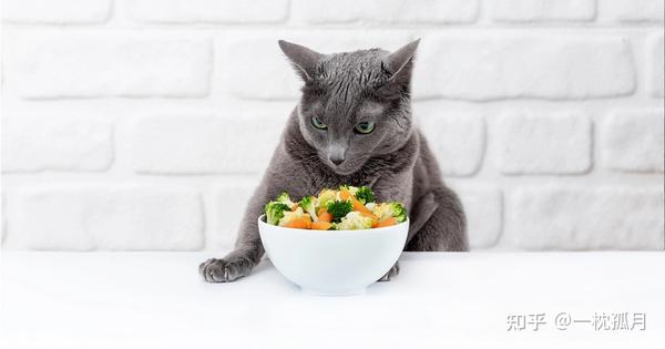 猫可以吃什么蔬菜? - 知乎