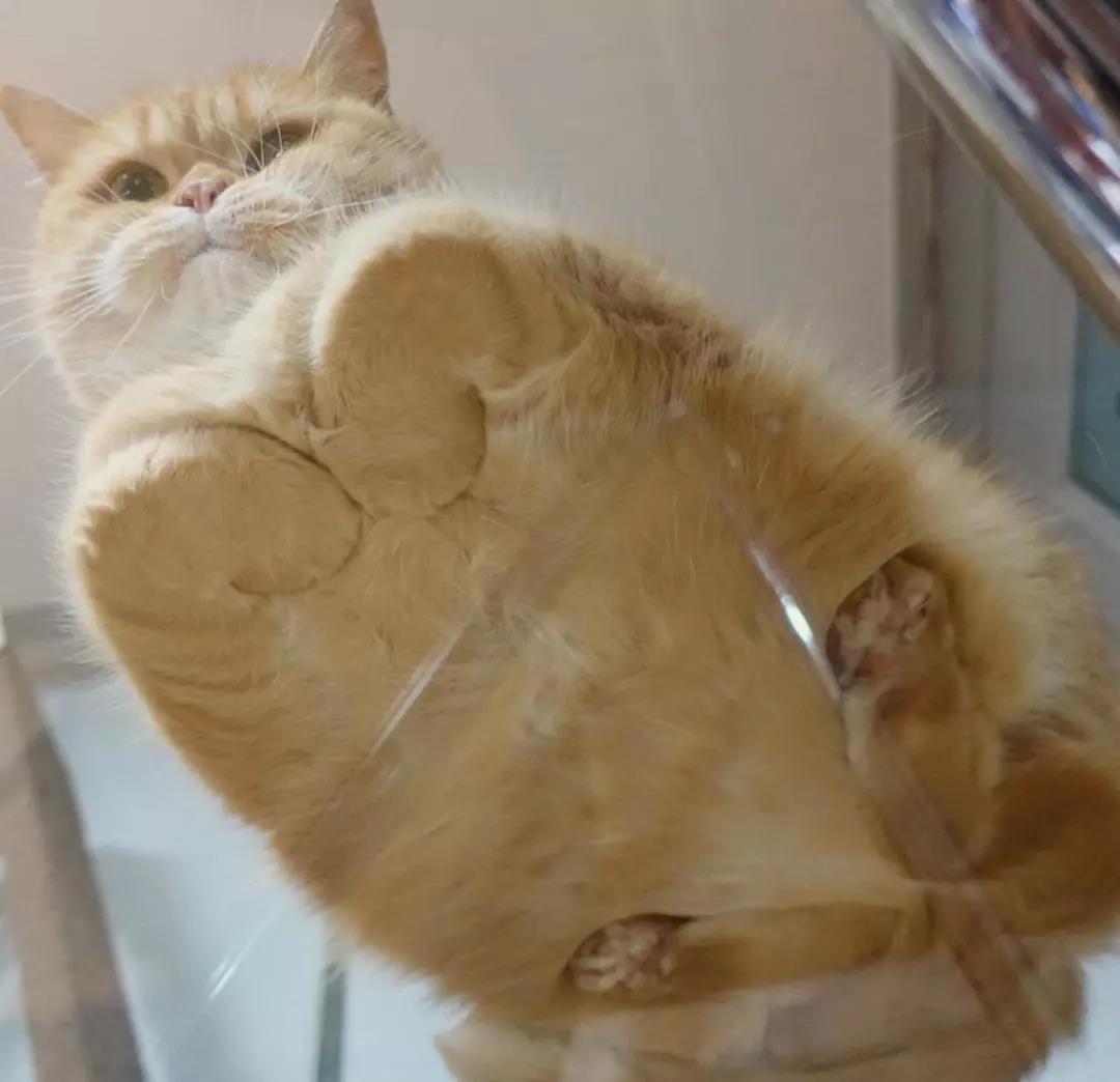 猫咪为什么喜欢做「 揣手手」的动作？ - 知乎