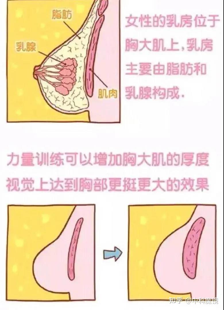 先来看看target map发表的世界女性胸部大小分布图颜色越红,说明该
