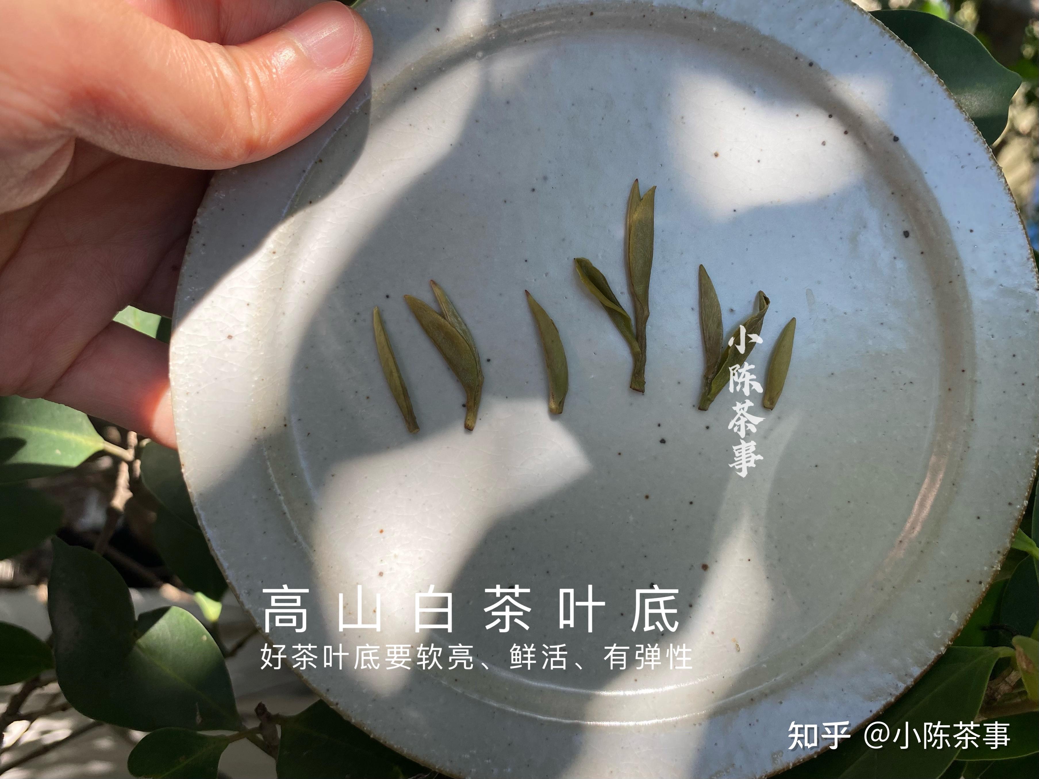 6点教你认清白茶、红茶、普洱茶的叶底秘密,选对茶,喝好茶!