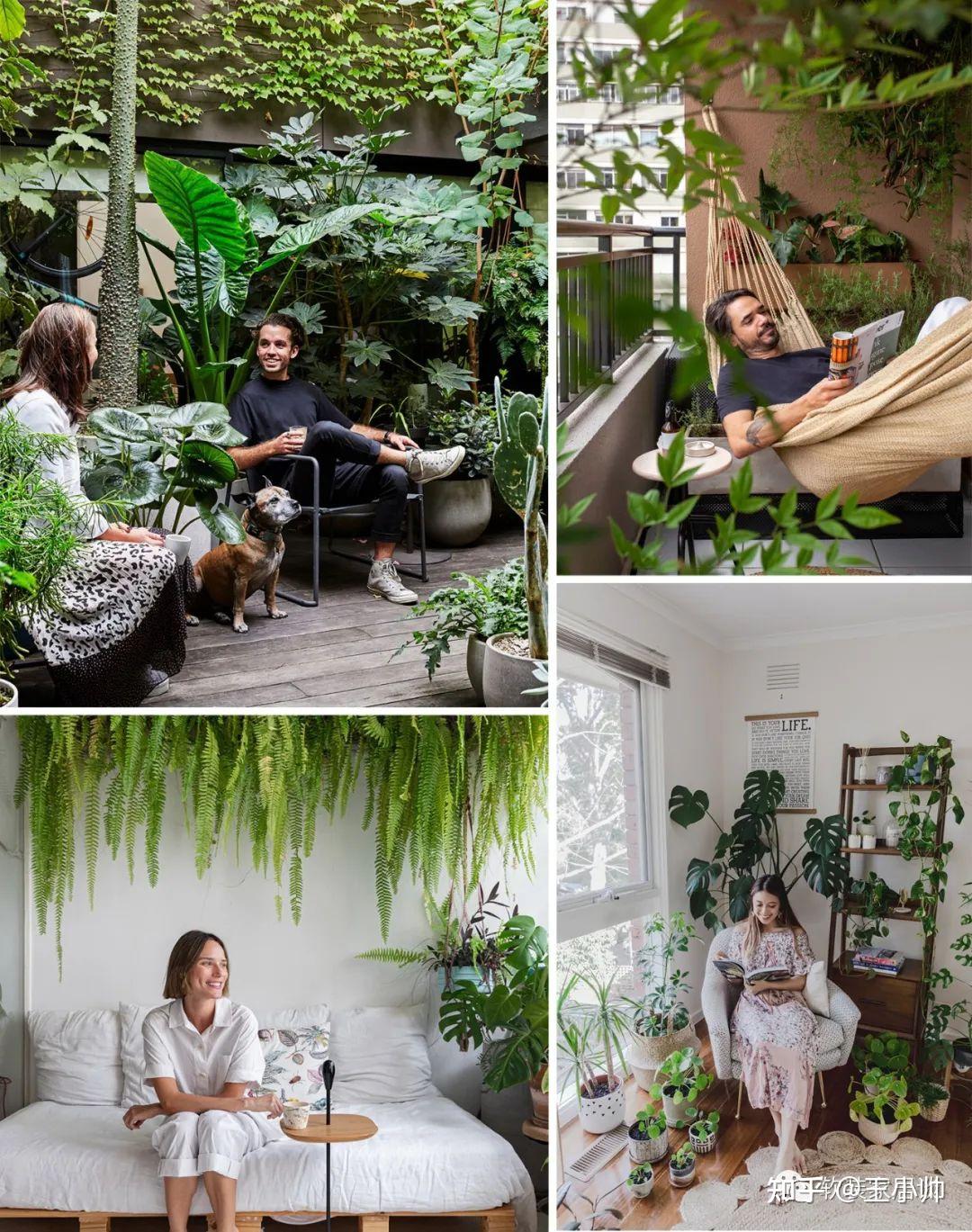HE植物一起生活 如何挑选室内家居植物 - 知乎
