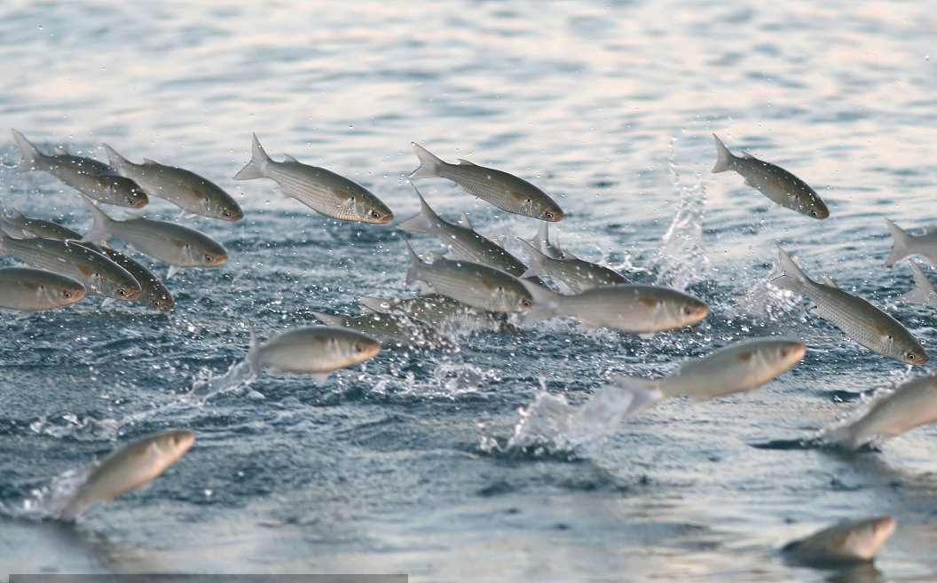 监控发现最先知道地震发生的是鱼它能感知一种不易察觉的地震波