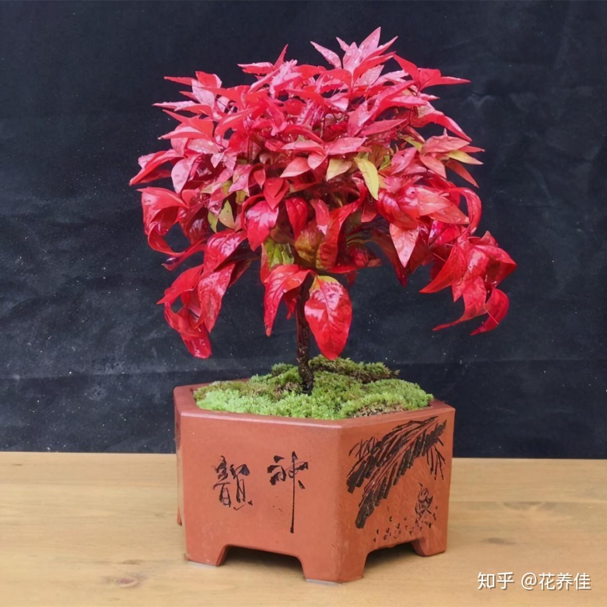 火焰南天竹的家庭养殖方法 - 知乎