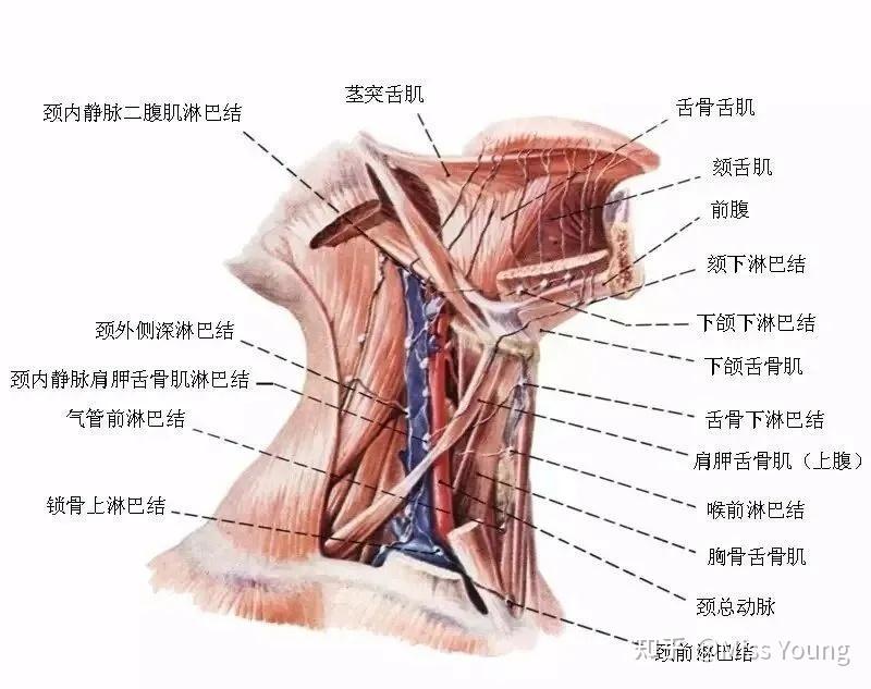 为什么颈部皮肤比面部老的更快?