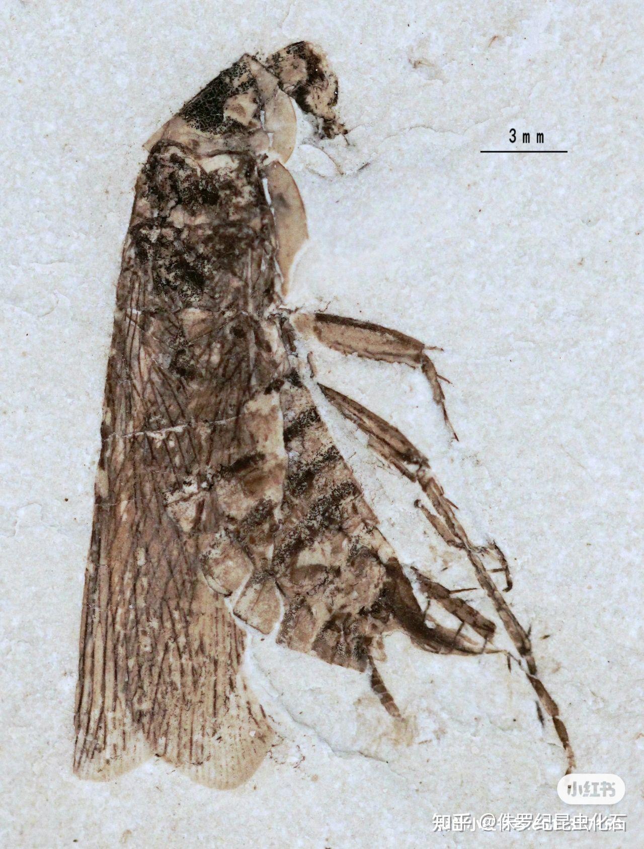 蟑螂化石将蟑螂的地球进化史向前追溯了500万年,研究发现,分布在欧洲