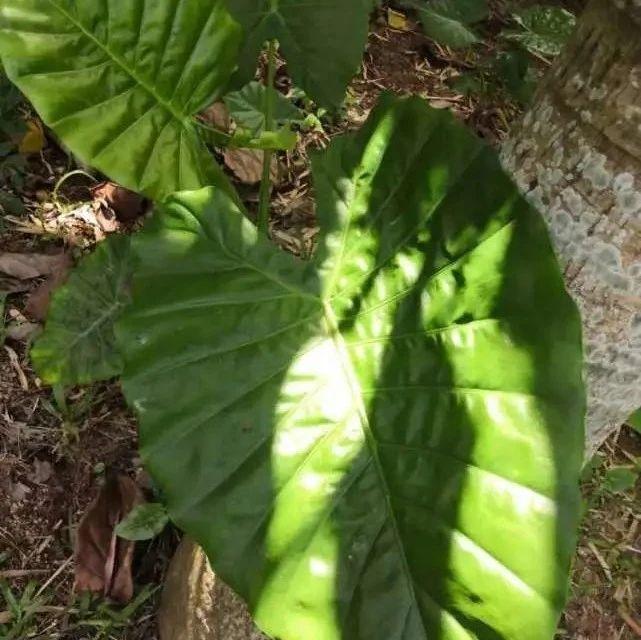 女子咬下叶子挡雨结果中毒紧急送医曾有人也因它差点没命