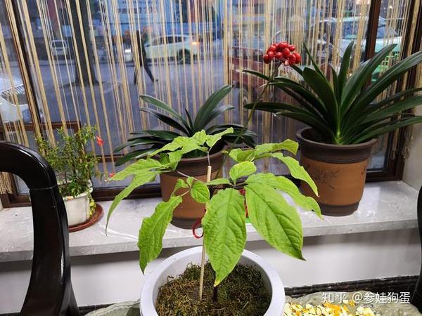 人参种子 人参苗 人参图片植物图片