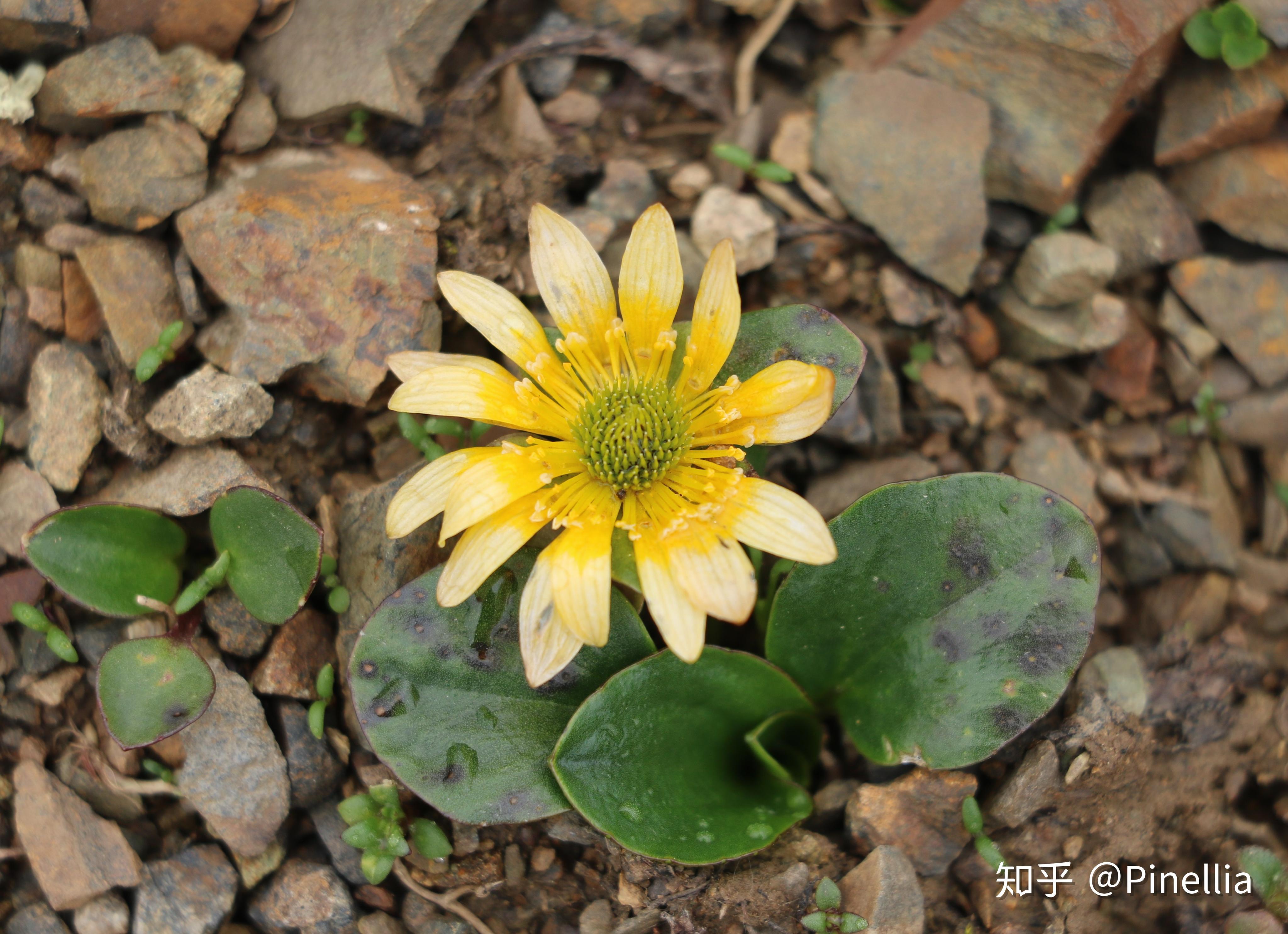 青藏秘境寻花之祁连篇下// 大冬树山垭口