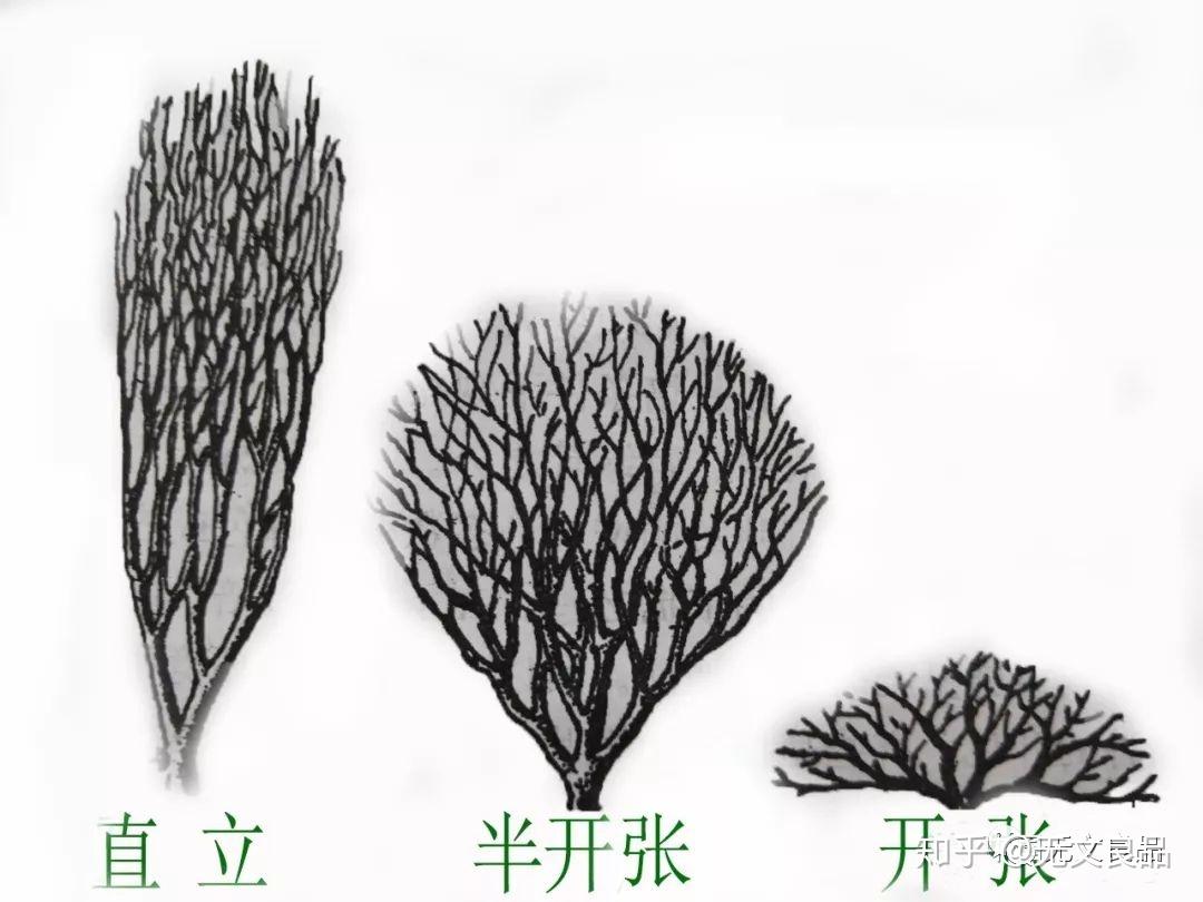 茶树的形态特征，树型，树叶，花朵和果实 - 知乎