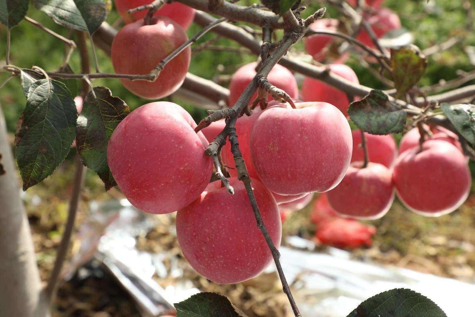 走进临沂一县城陈师傅的苹果种植园,一棵棵苹果树上挂满了一颗颗