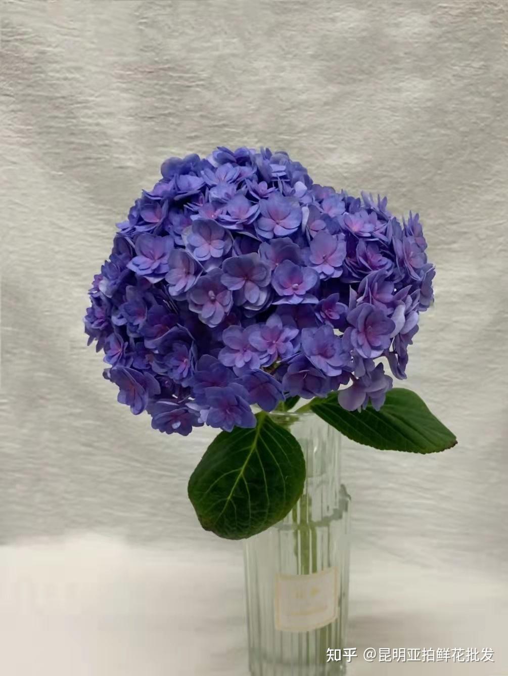 亚拍鲜花-紫色绣球养护教程及介绍 - 知乎
