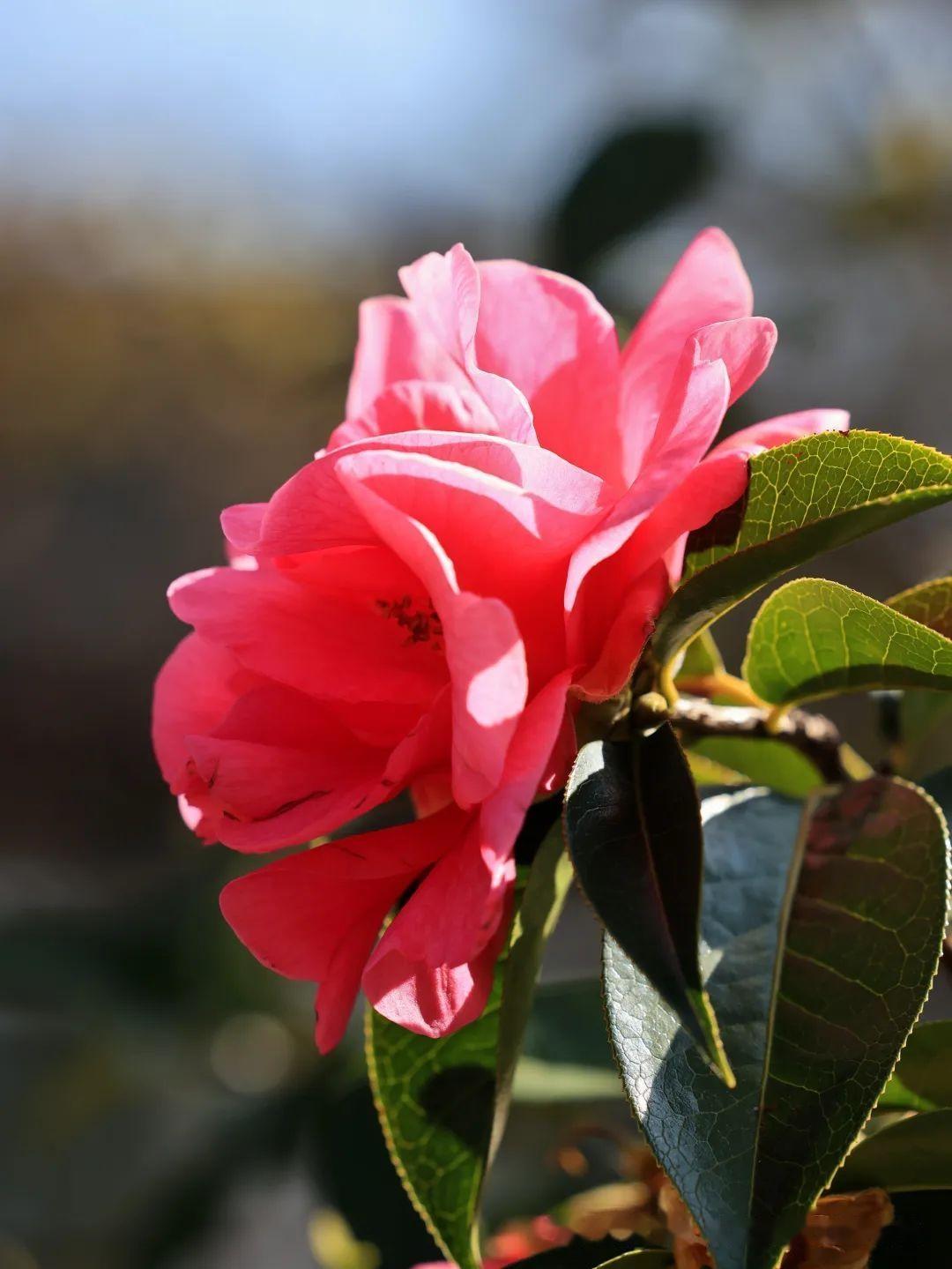 洱海公园茶花盛开风景无限好附美图