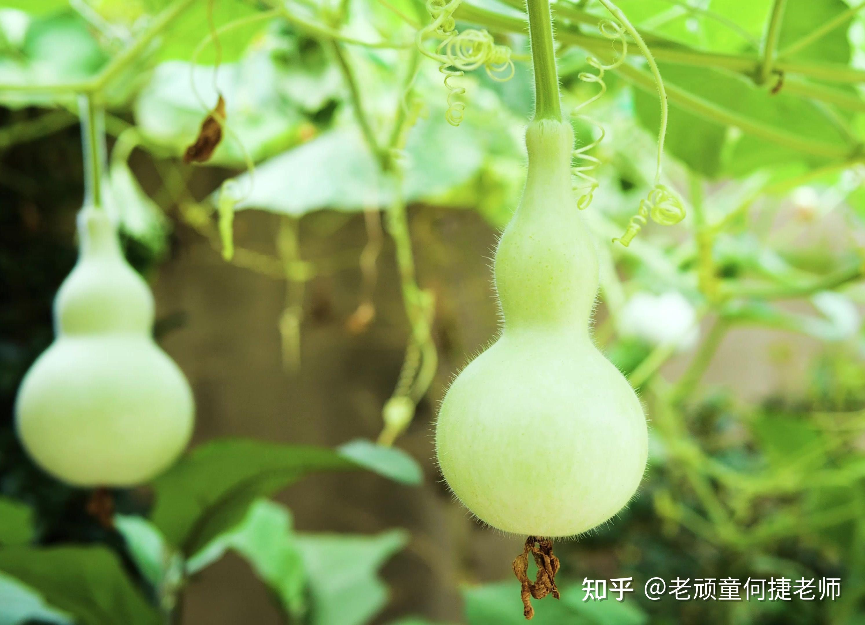 何捷|二上《我要的是葫芦》要想成事,最不可或缺的是哪些智慧呢?