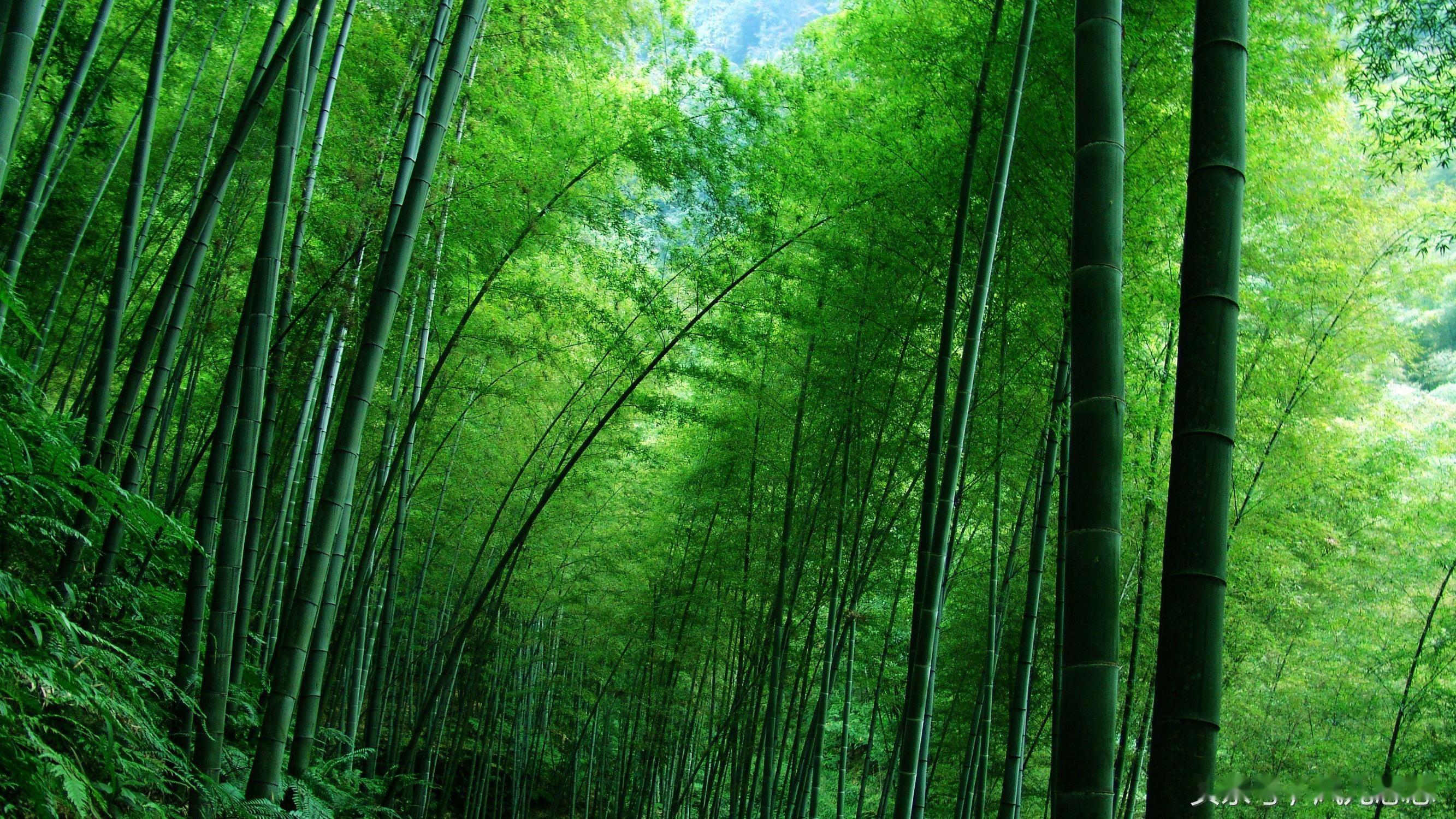 罗汉竹、紫竹、雷竹、毛竹都长啥样?有啥经济价值 - 知乎