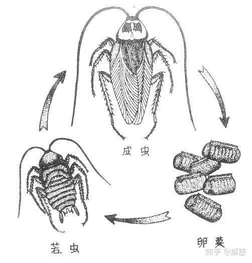 v2-fcd308400b3b853bdbb599e969a077cb_r.jpg