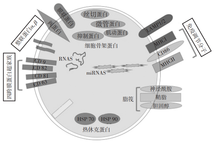 外泌体结构图片