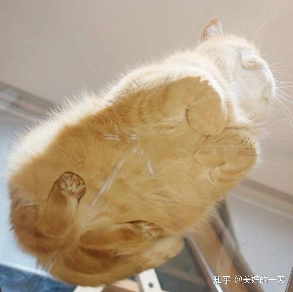 猫咪“揣手手”，铲屎官：“萌化了” - 知乎