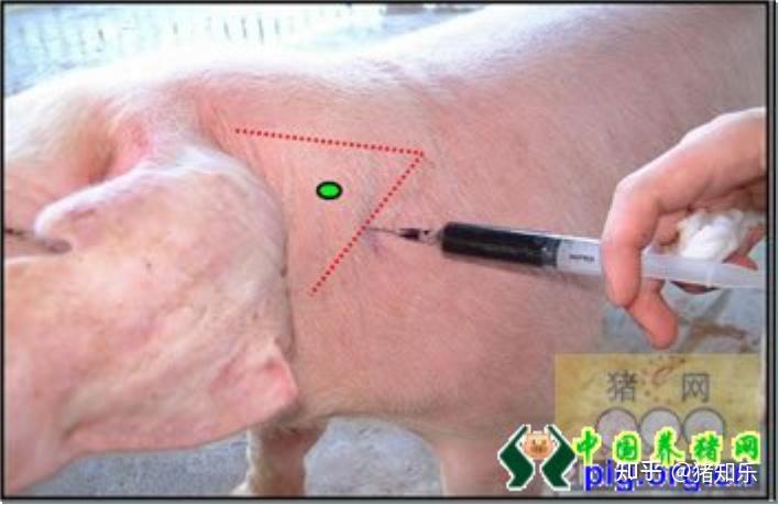 猪皮下是注射图图片