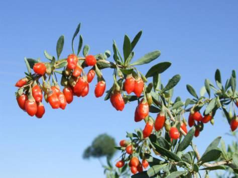 枸杞浑身都是宝,十全大补就靠它