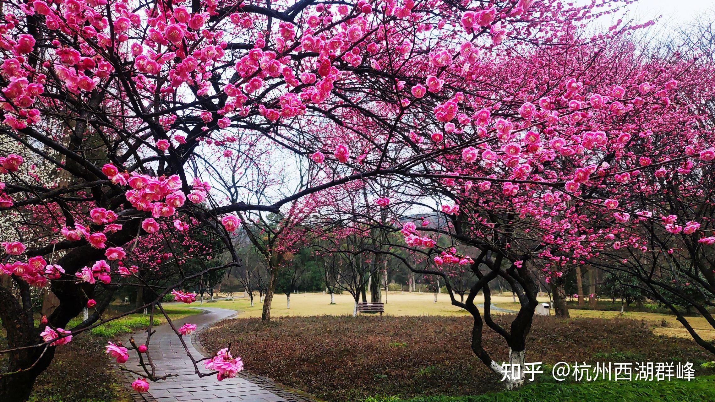 梅花指数杭州植物园