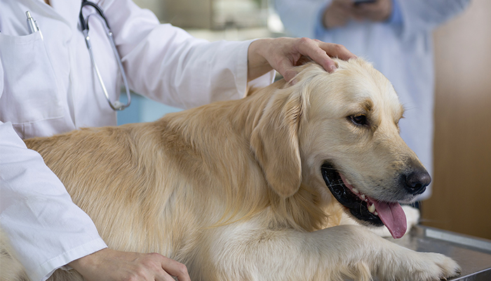 狗狗毛发黄是怎么回事 v2-fcf33795363663ef78ea5c72e0bbf3d2_1440w.jpg?source=172ae18b