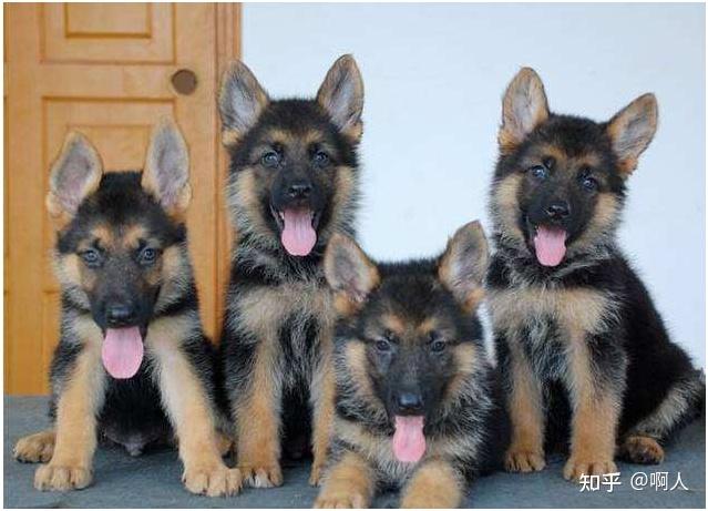 昆明犬和德牧区别在哪,你会选养哪只?