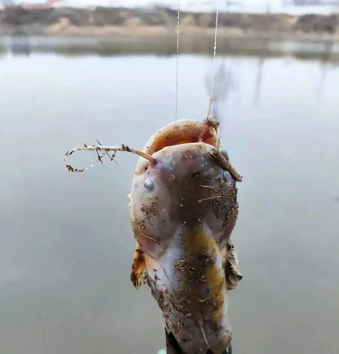 死鱼正口收竿就走北京男子夜钓遇奇异事件死鱼还能咬钩吃饵