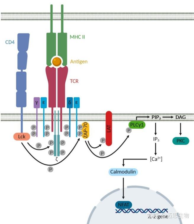  t cd4 