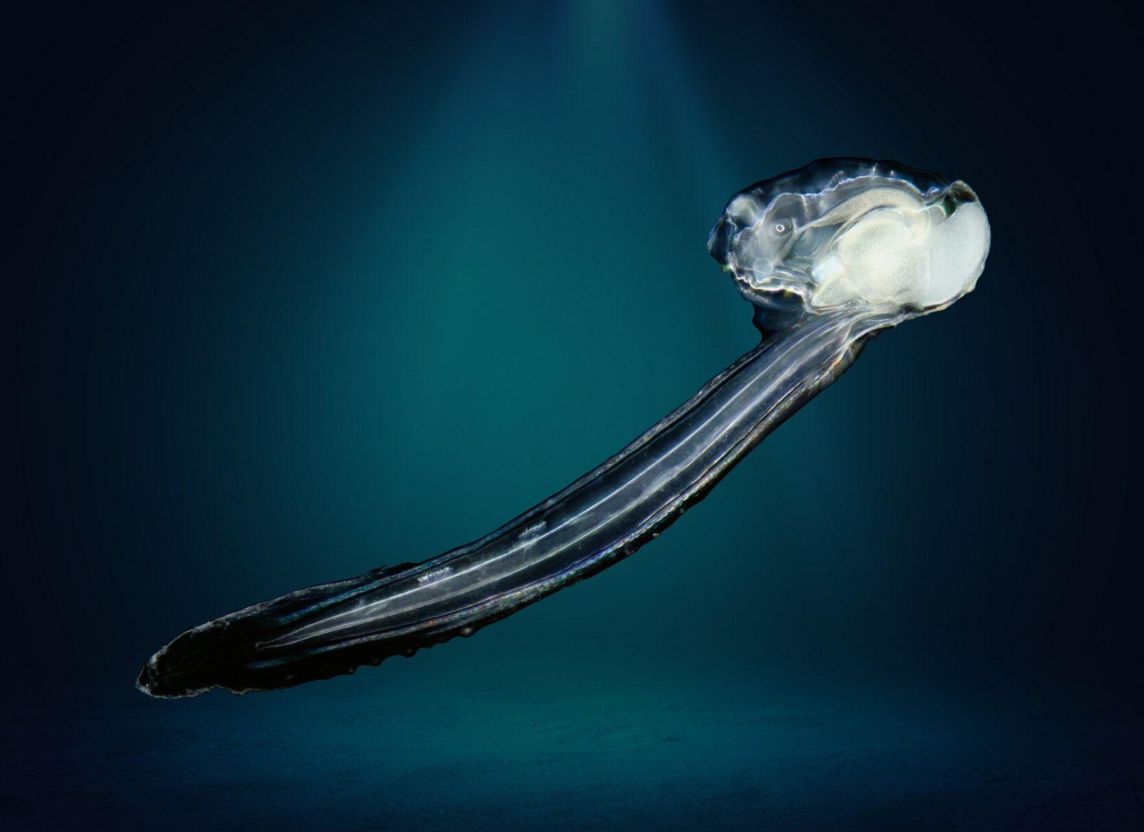 生物学海洋中的发光生物