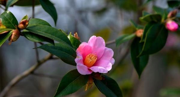 花卉基地买来的山茶花 一身花骨朵 在家养了没多久怎么都落了 知乎