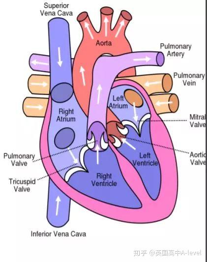 每日课堂alevel生物circulatorysystem知识点并不是毫无章法可循