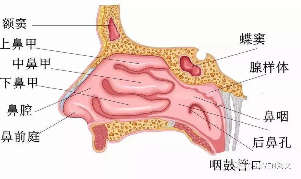 鼻后孔图片