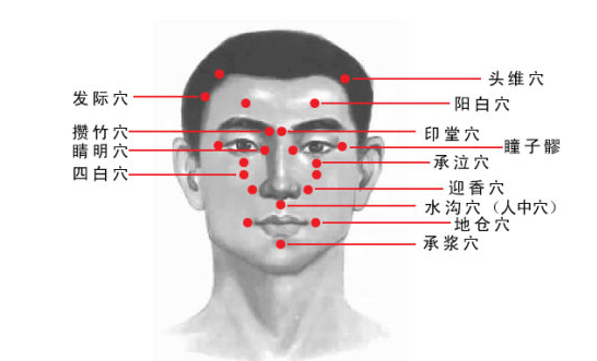 头部穴位图 29大头部穴位图文介绍(位置、主治、感觉) - 知乎