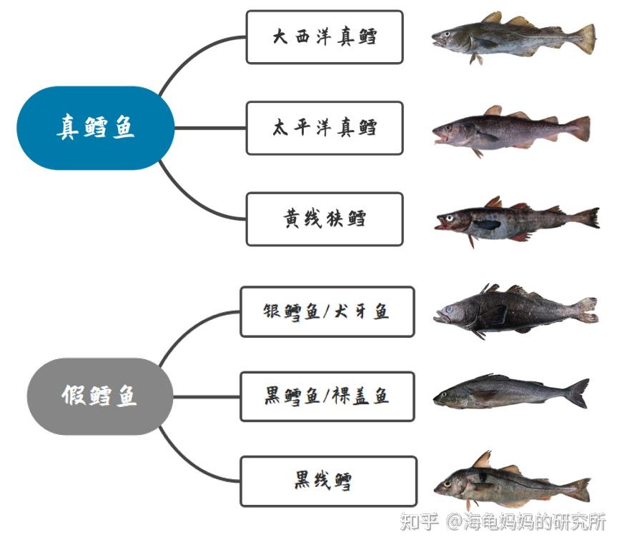 真鳕鱼补脑假鳕鱼核废水鳕鱼伤身一图搞定宝宝鳕鱼